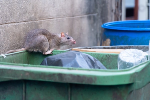 Rat on bins