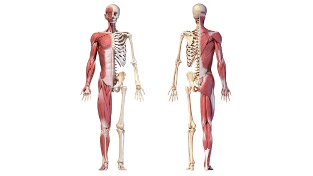 Musculoskeletal diagram of a person