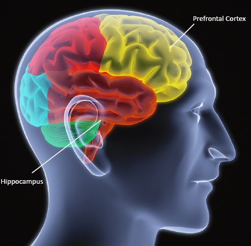 Diagram of brain showing prefrontal cortex and hippocampus