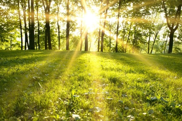 Spring sunlight shines through trees on to a grass clearing in front