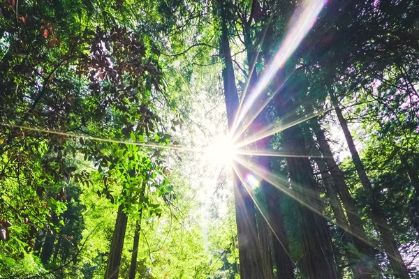 Sunshine shining through the leaves of trees